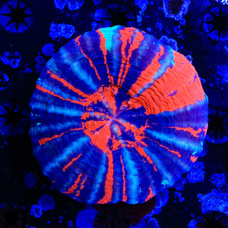 War Paint Scolymia Coral