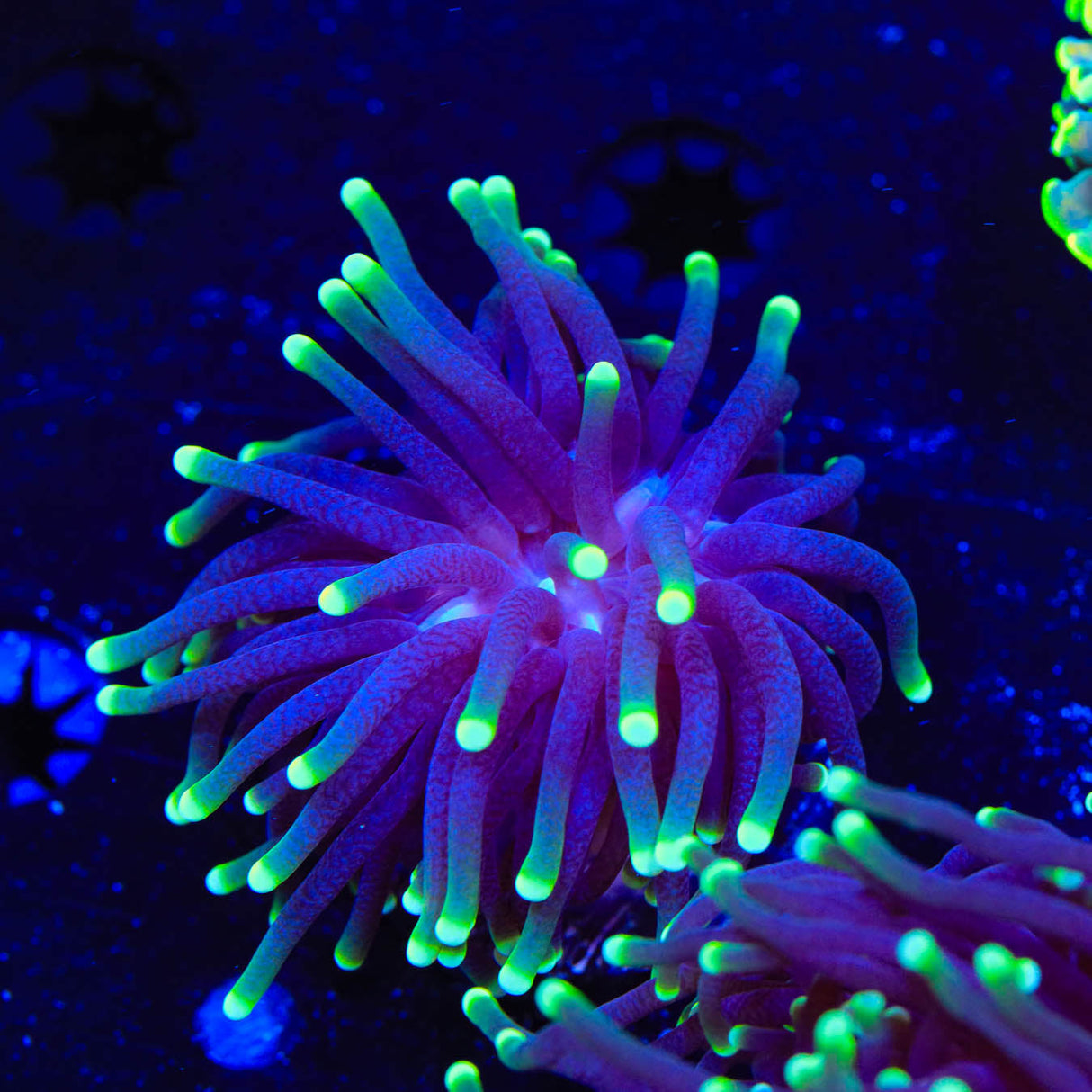 Joker Torch Coral