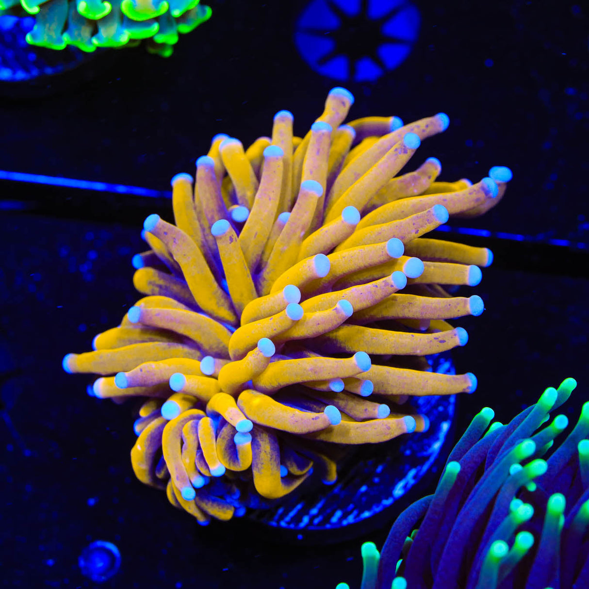 Aussie Gold Torch Coral