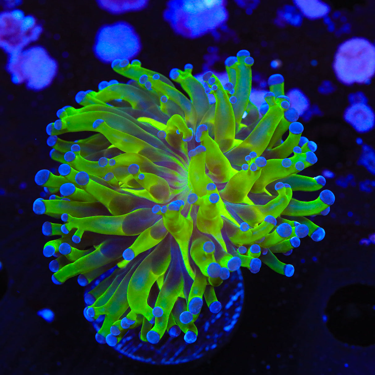 Bicolor Frogspawn Coral - Top Shelf Aquatics