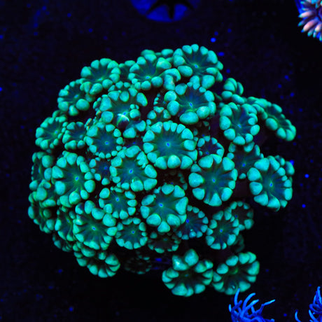 Spearmint Alveopora Coral