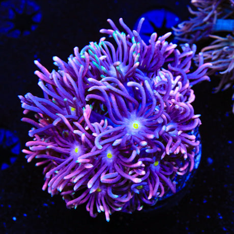 TSA Barbieland Goniopora Coral