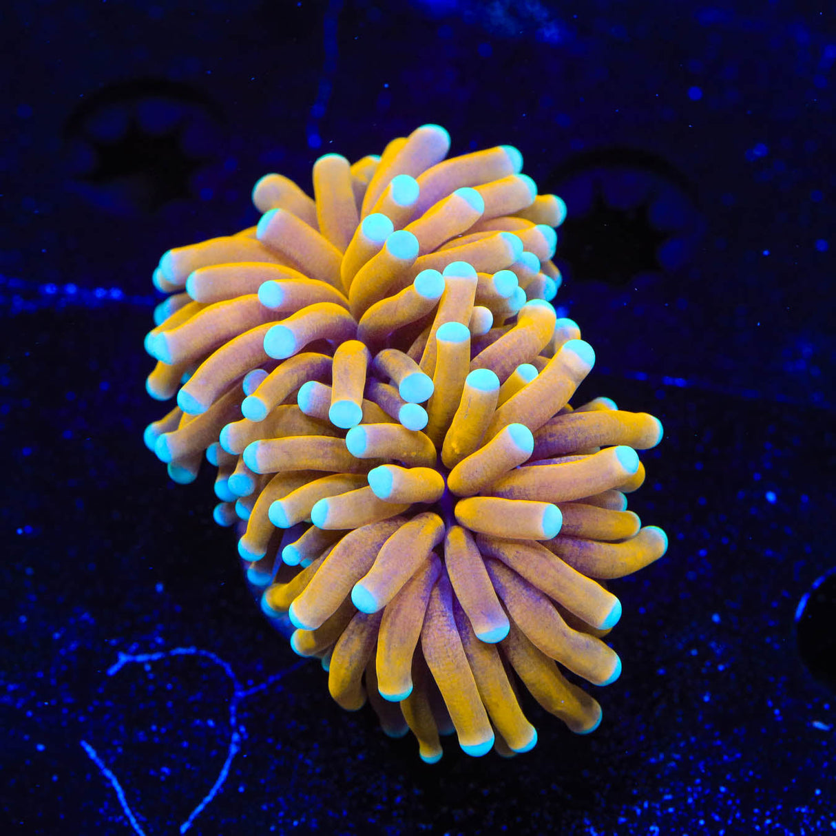 Aussie Gold Torch Coral - Top Shelf Aquatics