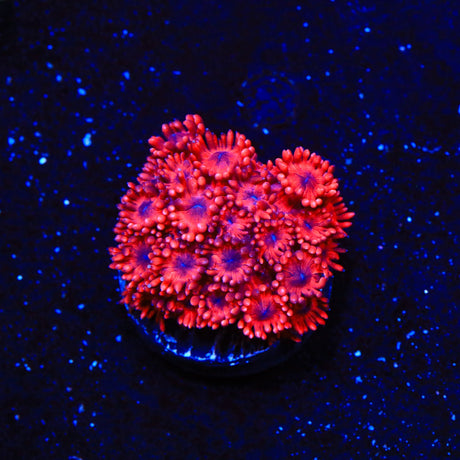 TSA Hot Hot Goniopora Coral