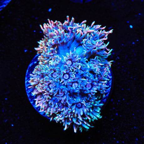 TSA Blue Scotch Goniopora Coral