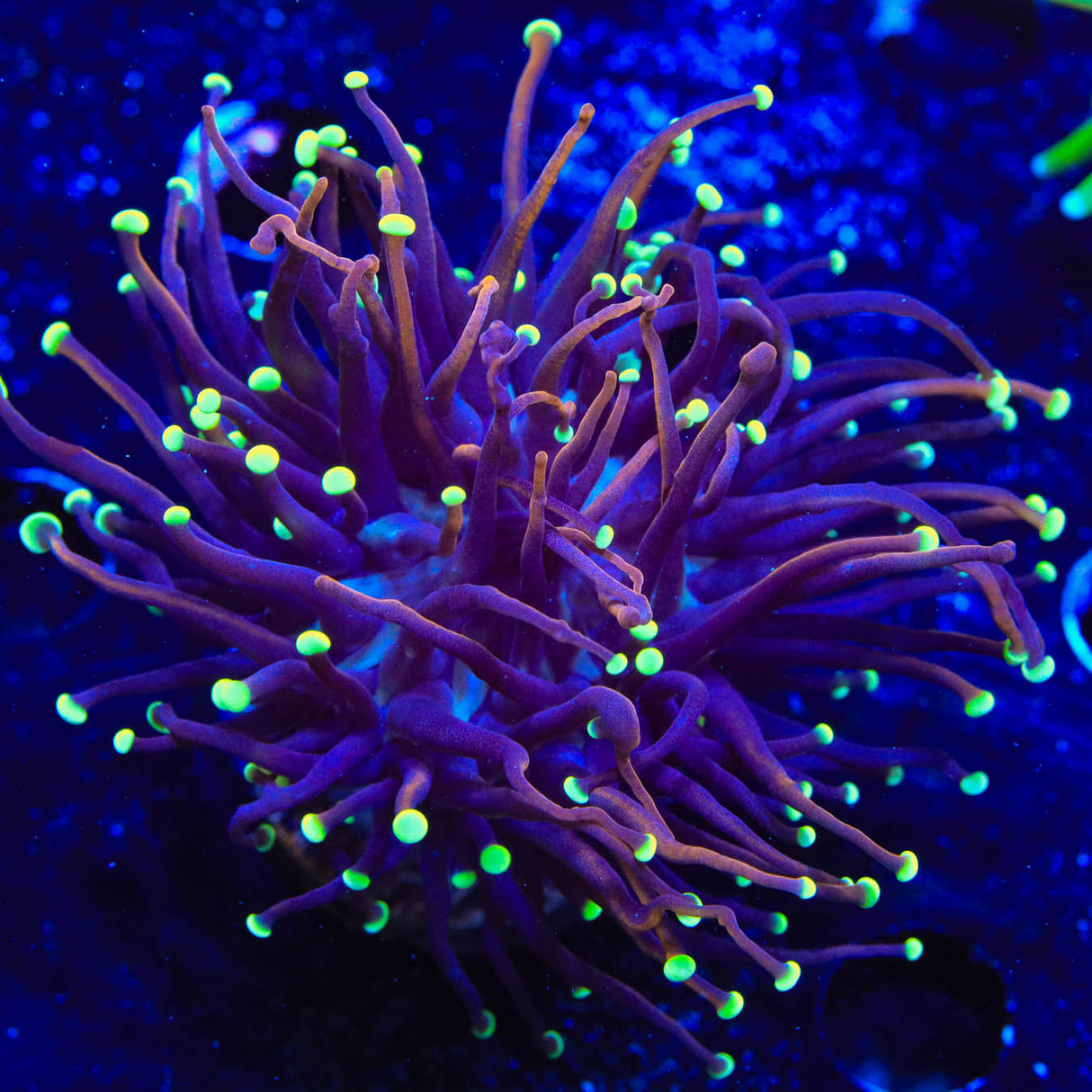 TSA Jester Insanity Torch Coral