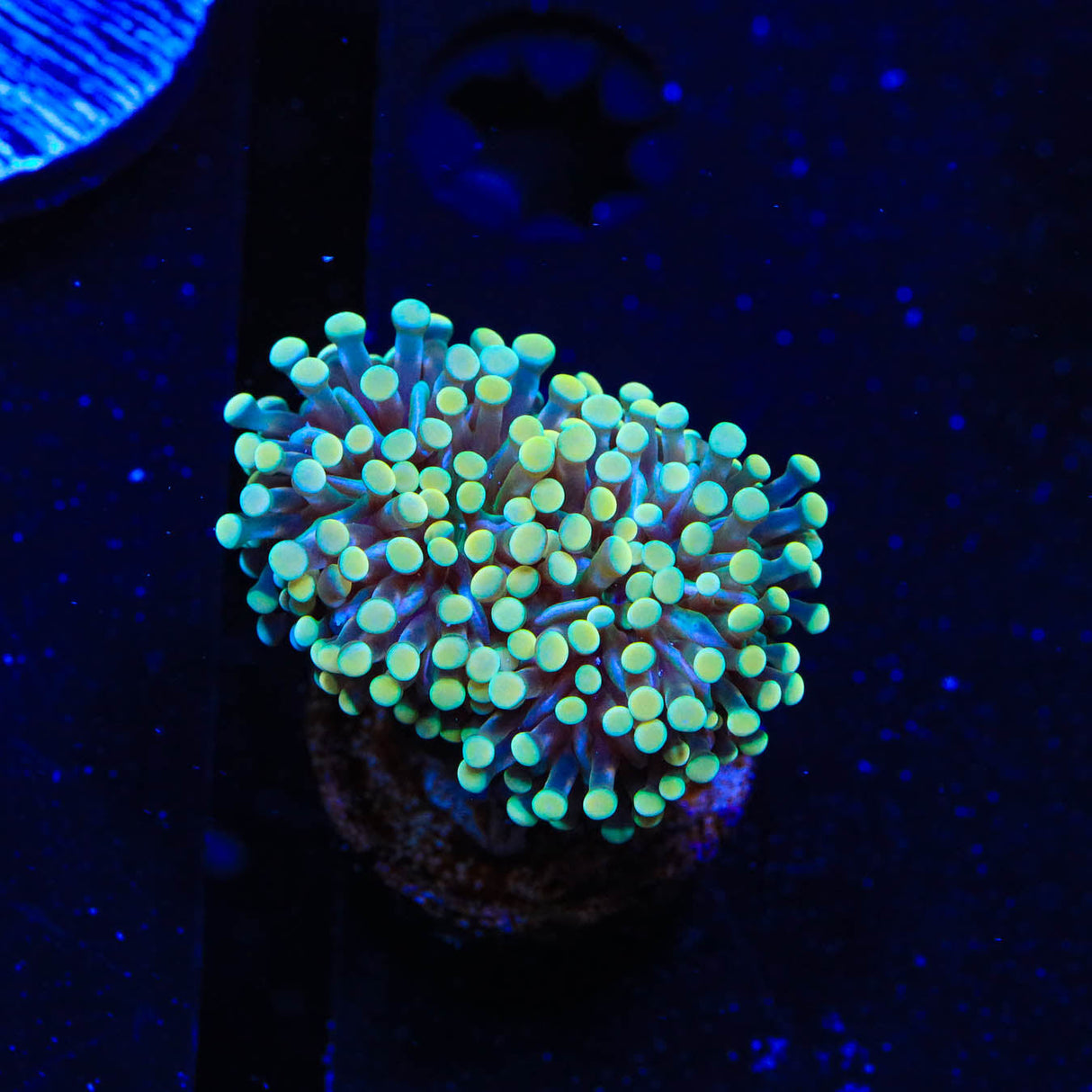 Ultra Cristata Coral - Top Shelf Aquatics