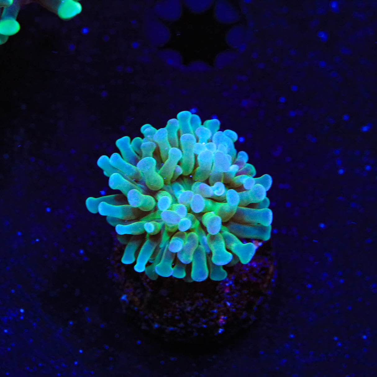 Ultra Cristata Coral - Top Shelf Aquatics