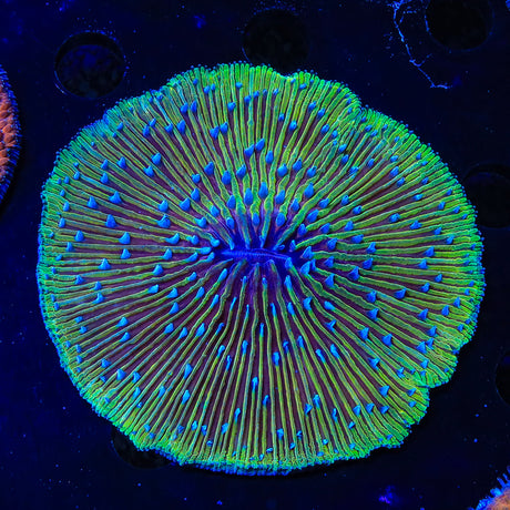Ultra Plate Coral