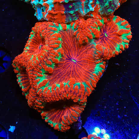 Ultra Blastomussa Colony Coral