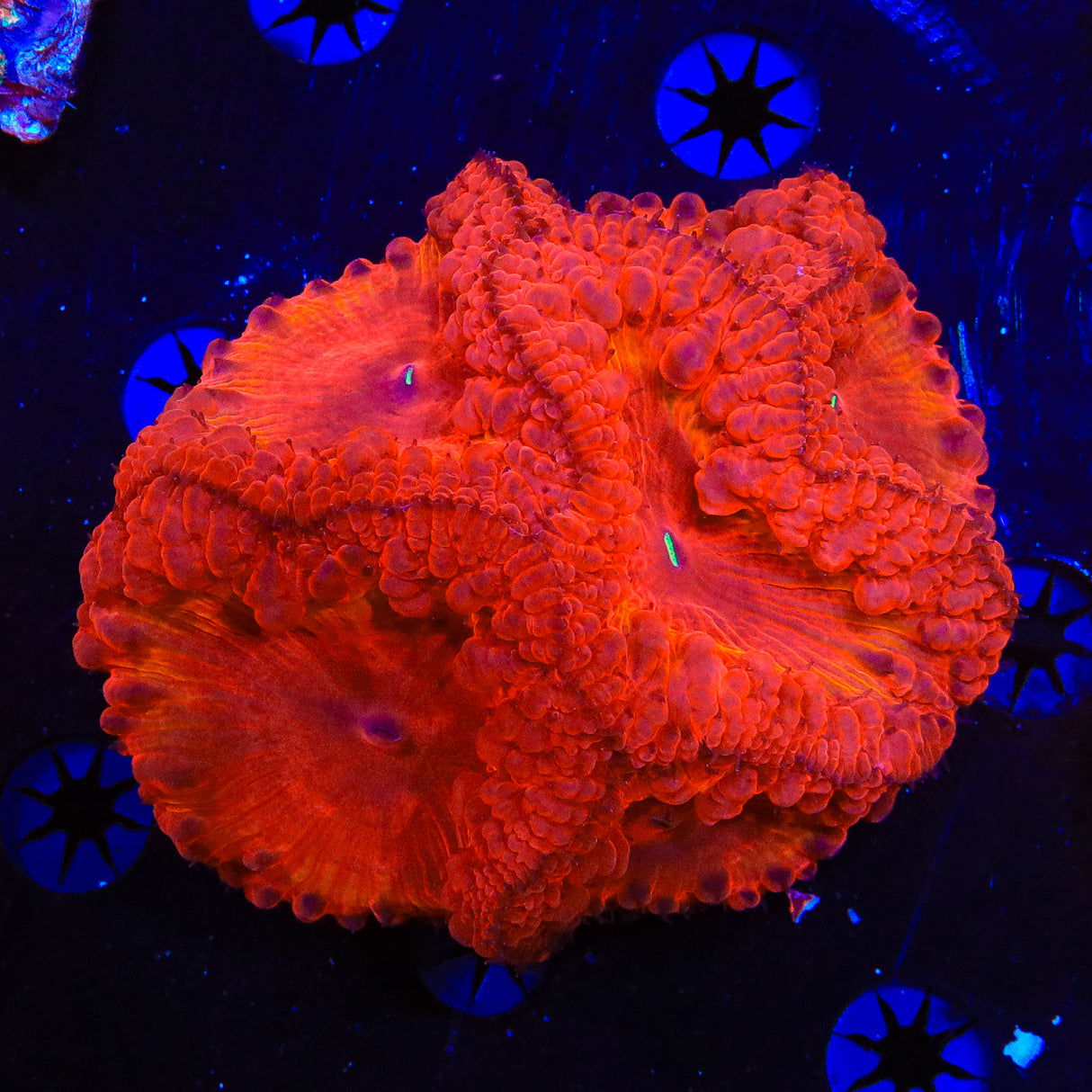 Ultra Blastomussa Colony Coral