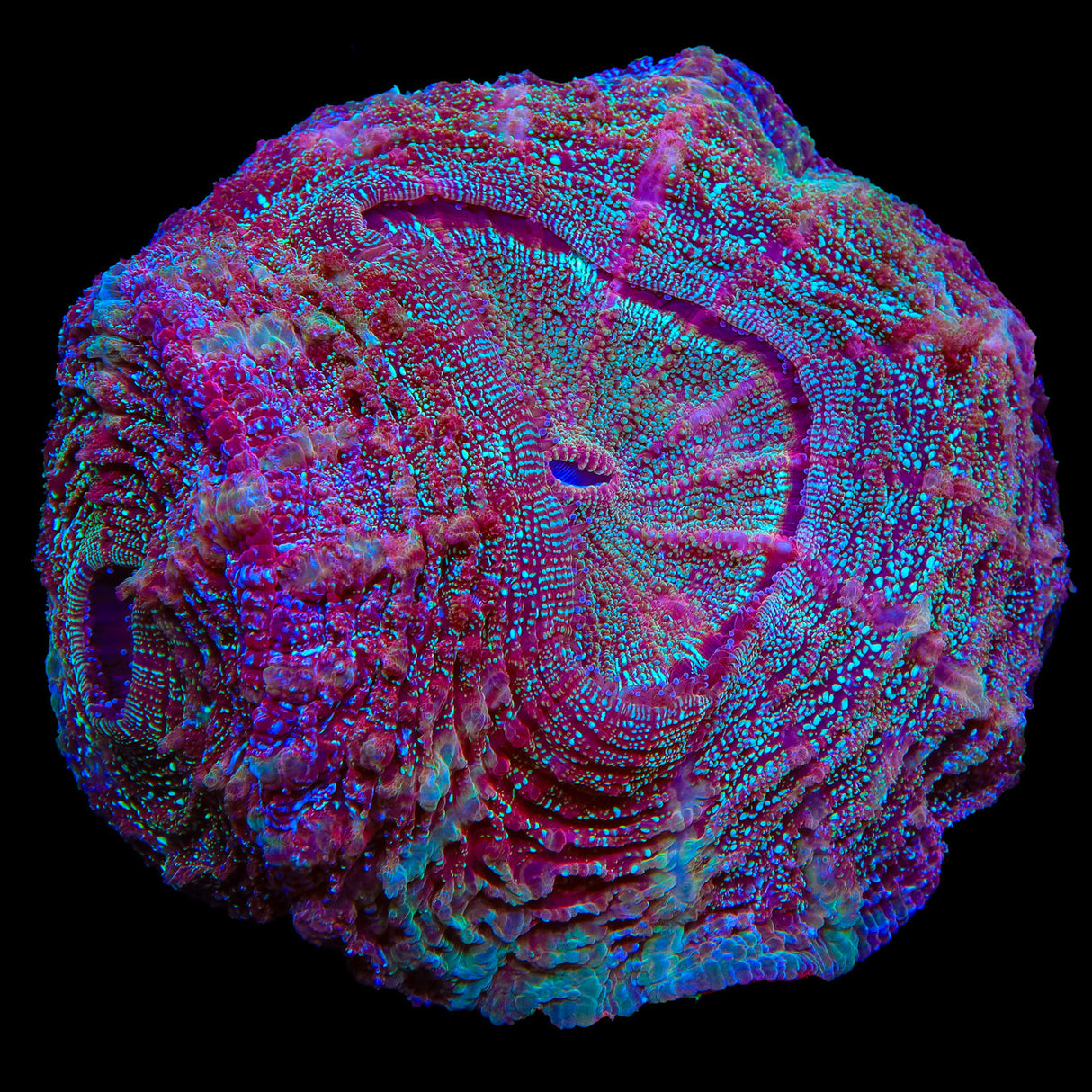 Double Head Rainbow Acanthophyllia Coral - Top Shelf Aquatics