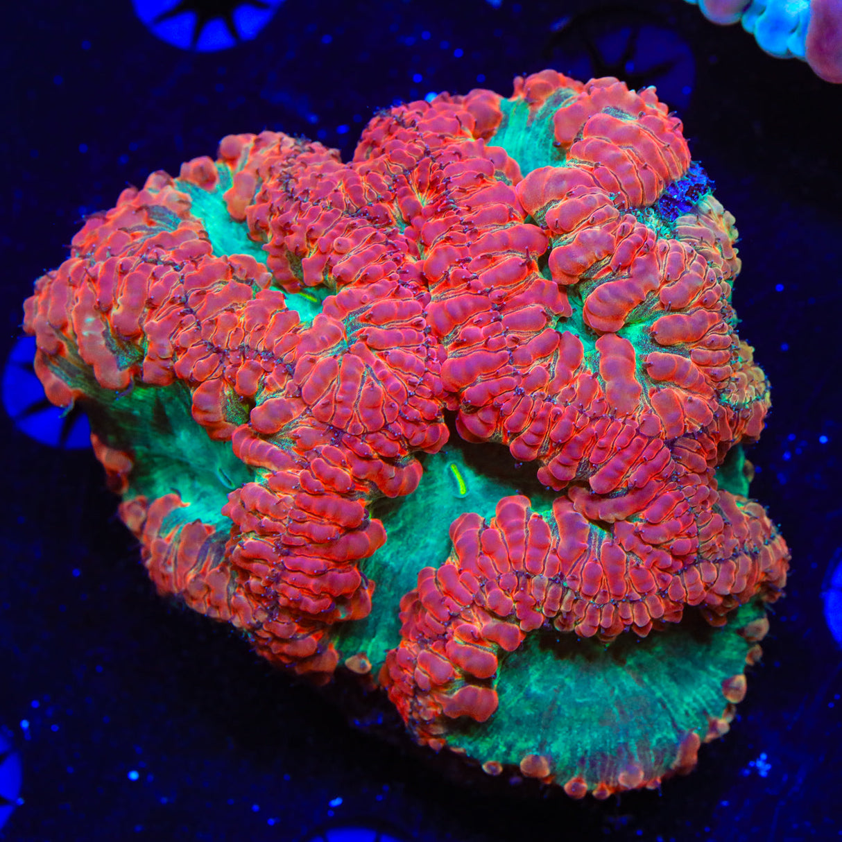 Watermelon Blastomussa Coral - Top Shelf Aquatics