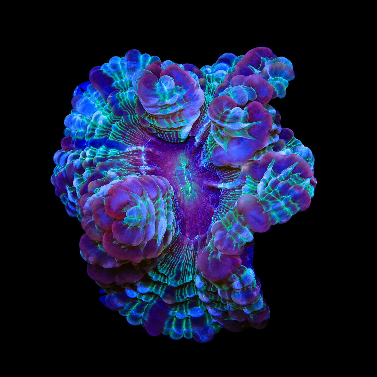 Rainbow Indophyllia Coral