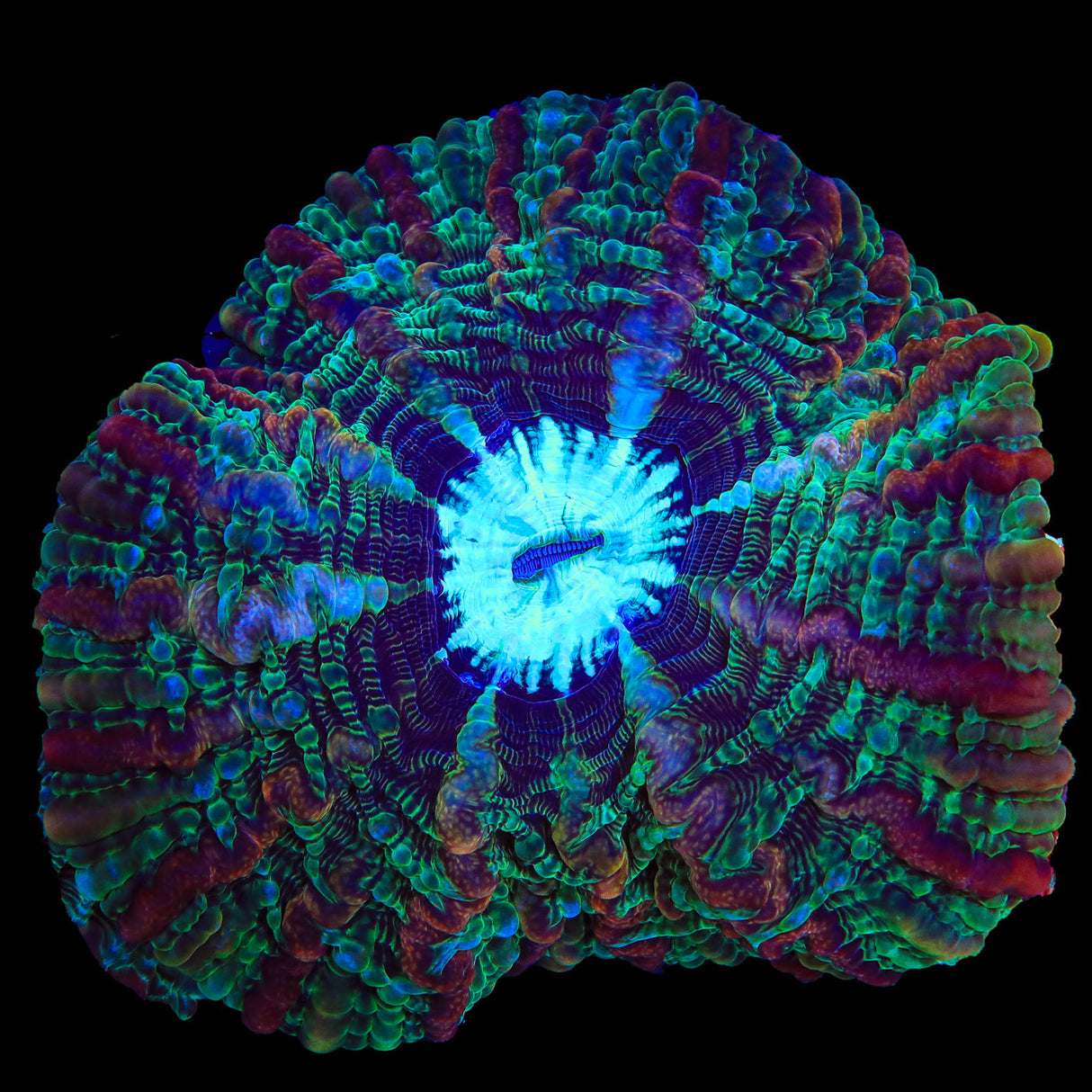 Rainbow Indophyllia Coral - Top Shelf Aquatics