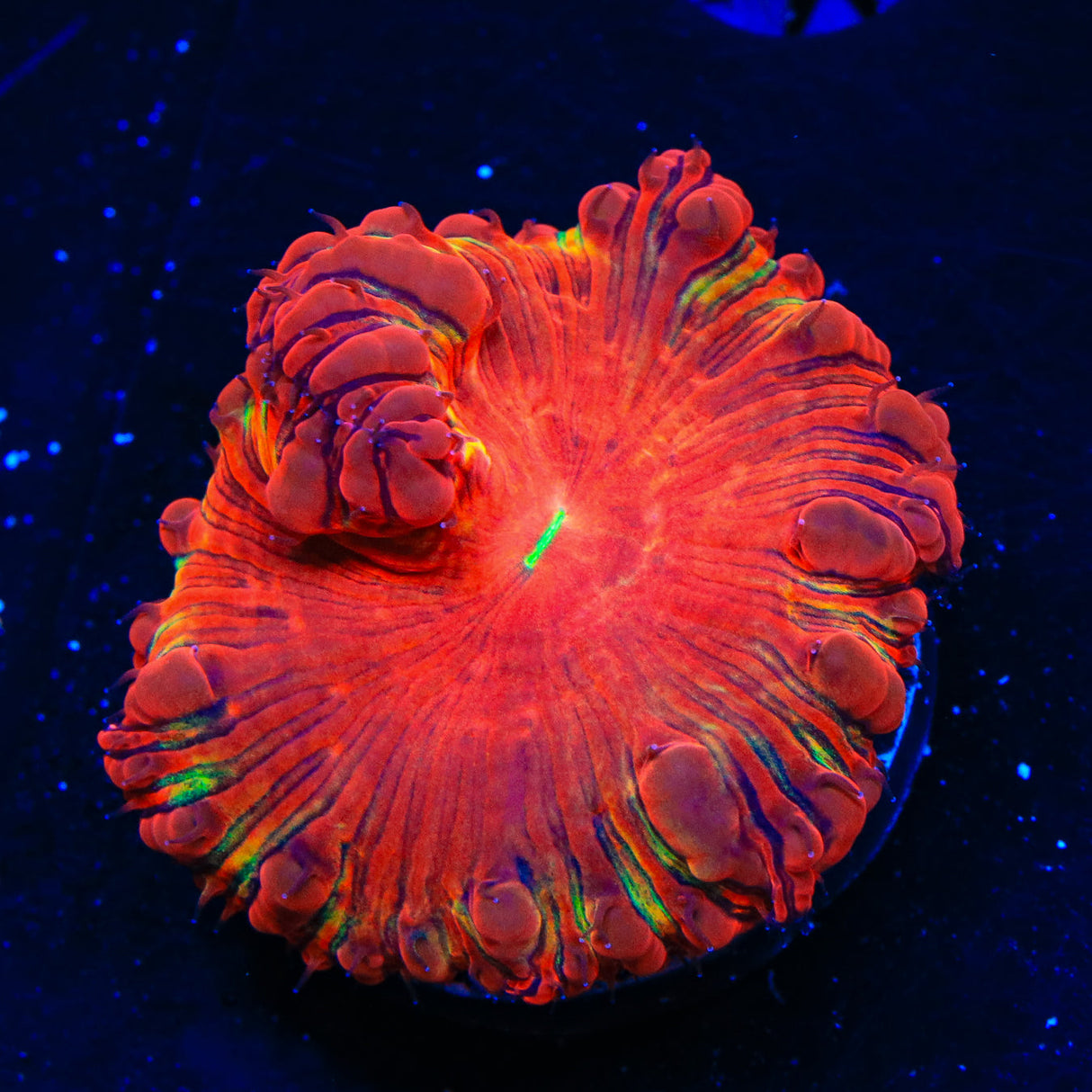 Ultra Blastomussa Coral - Top Shelf Aquatics