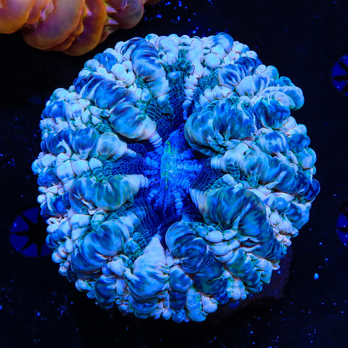 Ultra Cynarina Coral - Top Shelf Aquatics