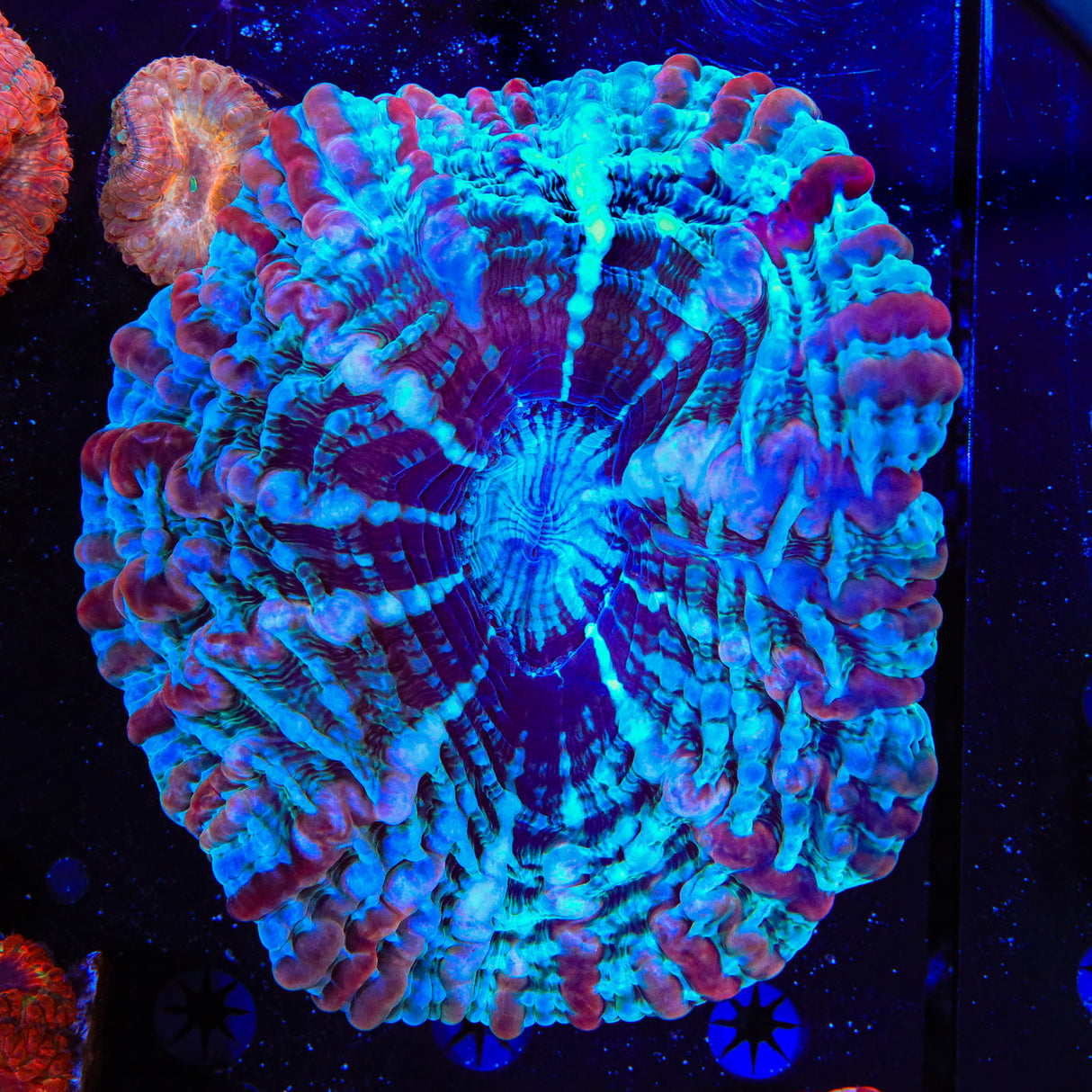 Ultra Indophyllia Coral - Top Shelf Aquatics