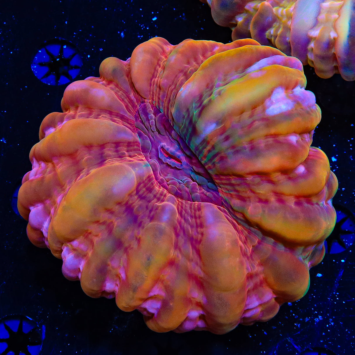 Insane Rainbow Cynarina Coral - Top Shelf Aquatics