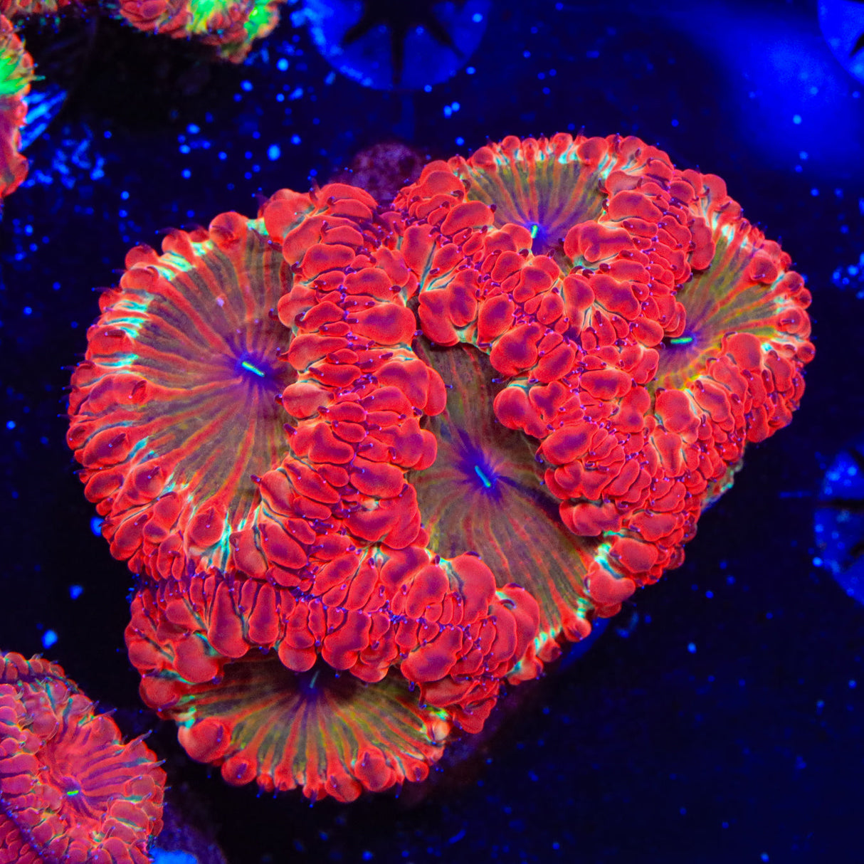 Rainbow Blastomussa Coral - Top Shelf Aquatics