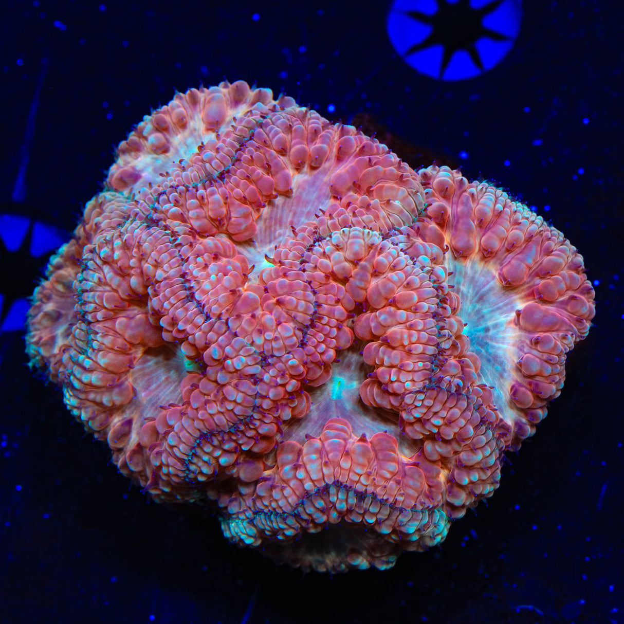 Ultra Blastomussa Coral - Top Shelf Aquatics