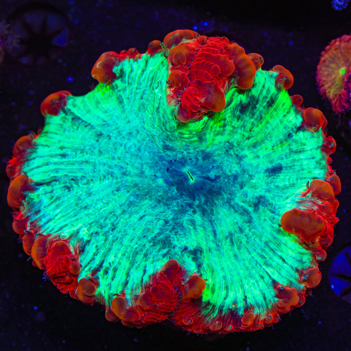 Ultra 2 - 3" Blastomussa Coral - Top Shelf Aquatics