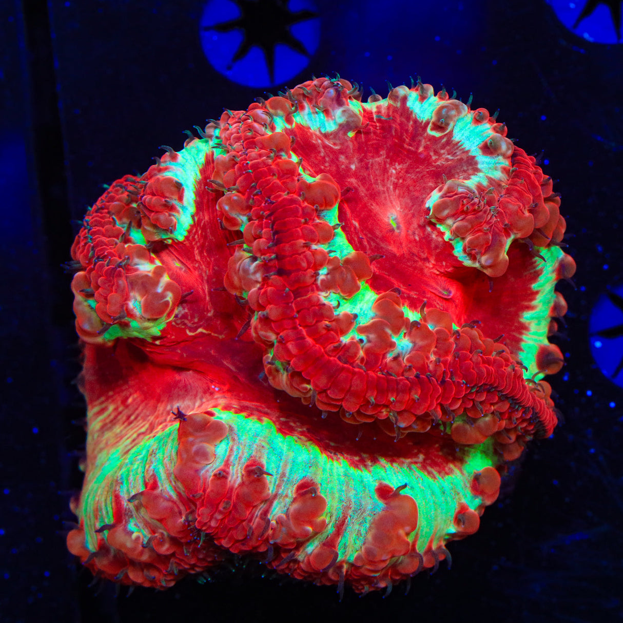Insane Rainbow Blastomussa Coral - Top Shelf Aquatics