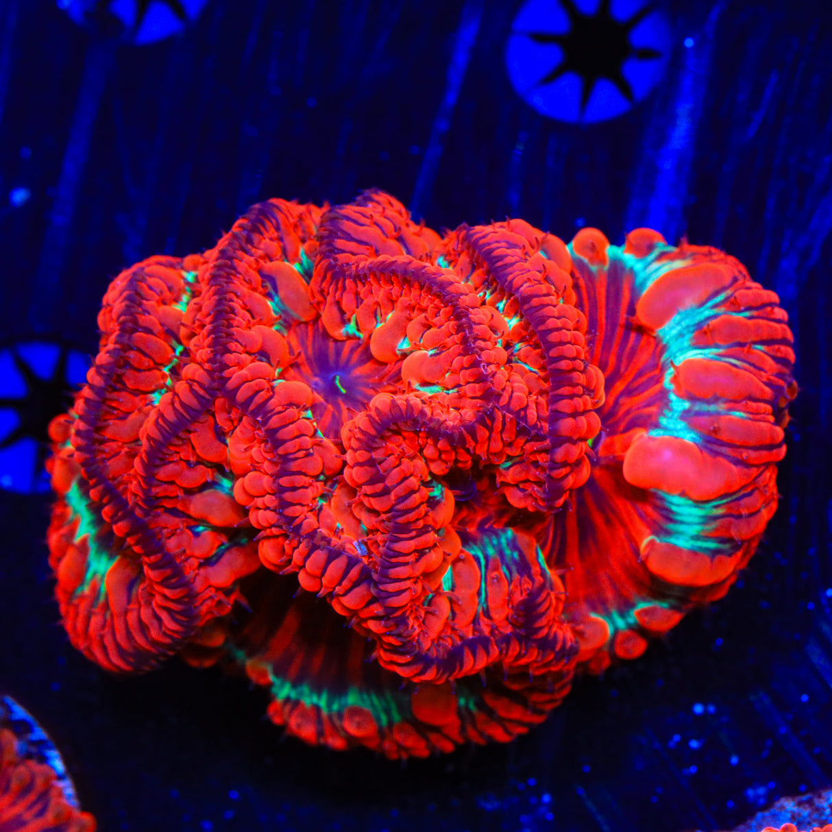Insane Rainbow Blastomussa Coral - Top Shelf Aquatics