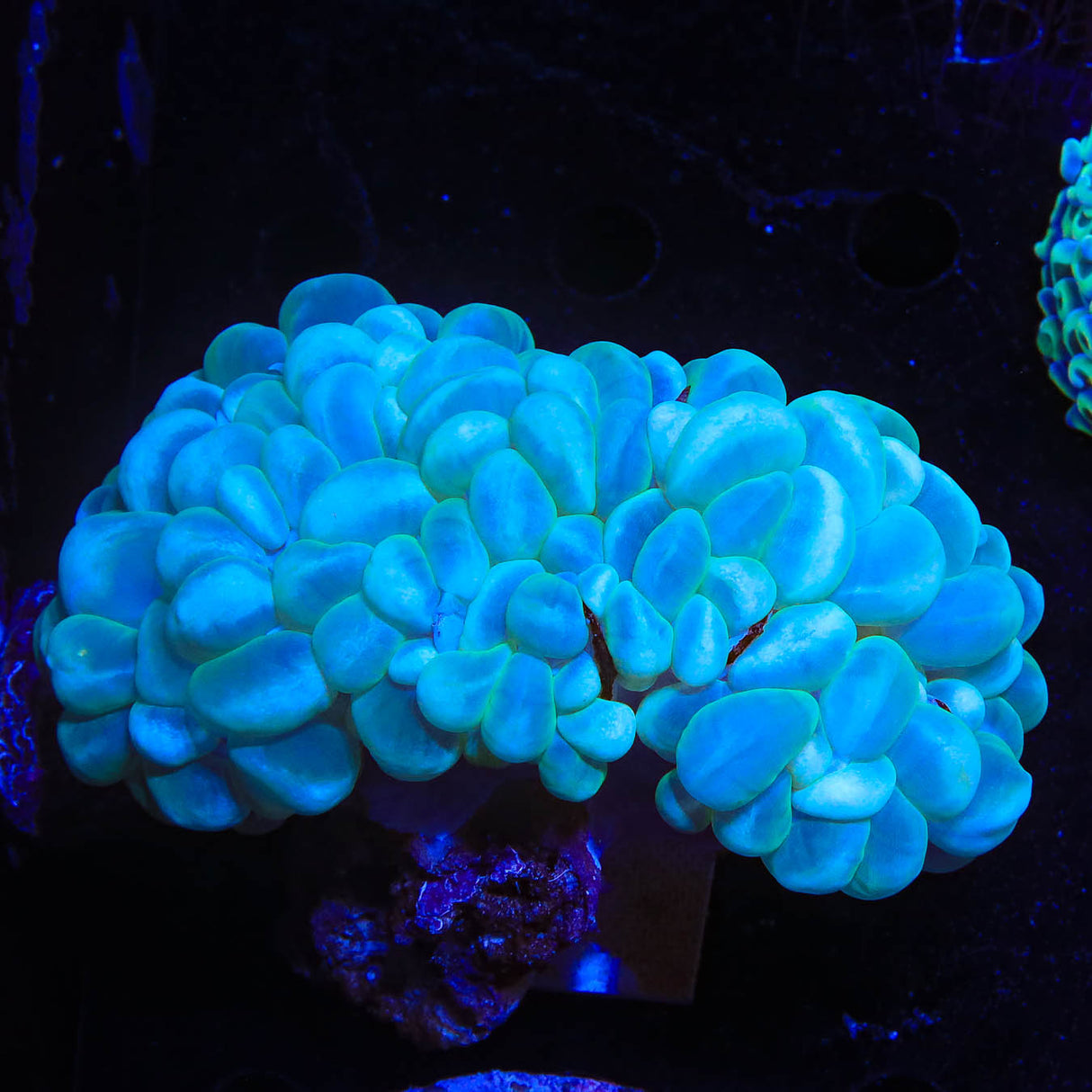 Ultra Bubble Coral - Top Shelf Aquatics