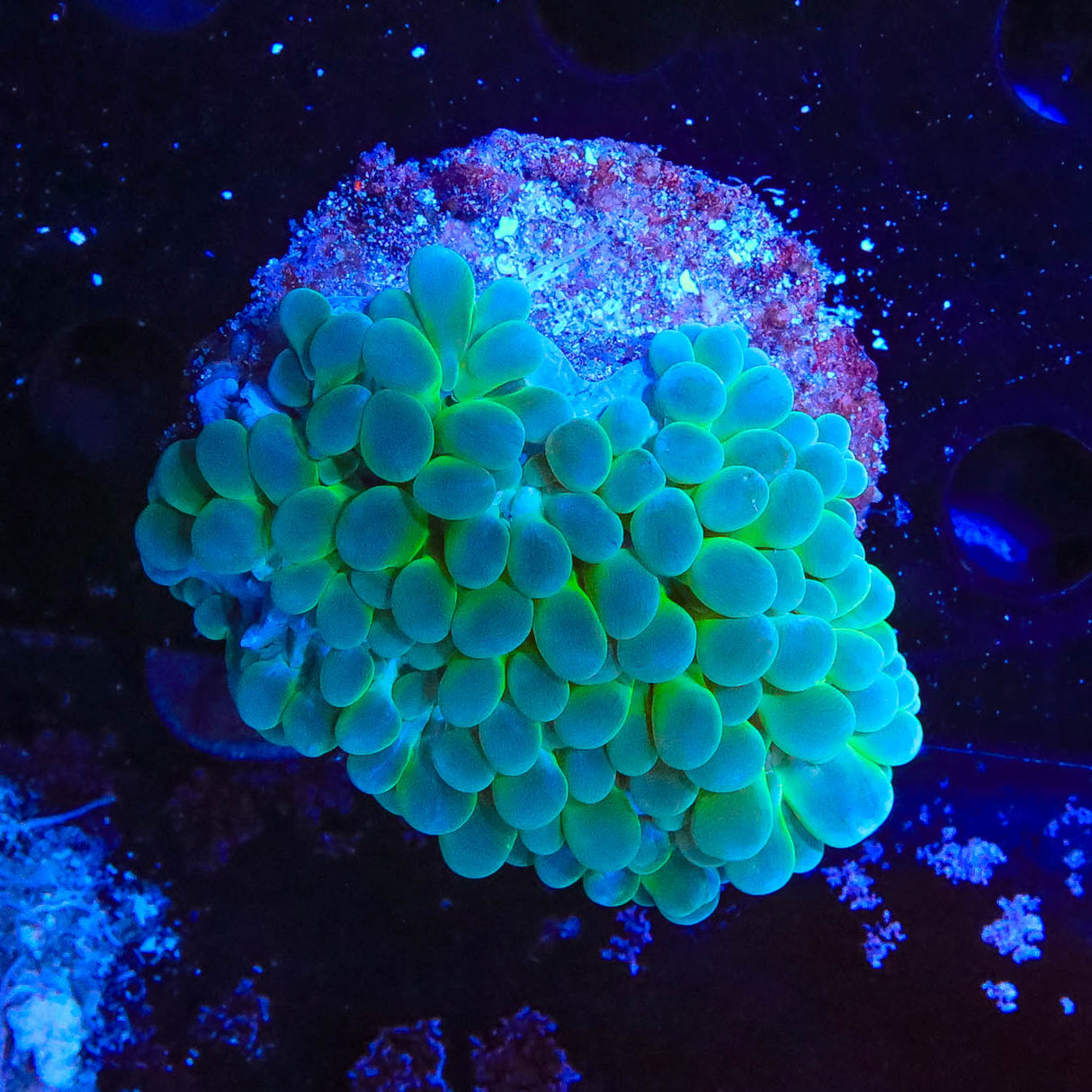 Pearl Bubble Coral