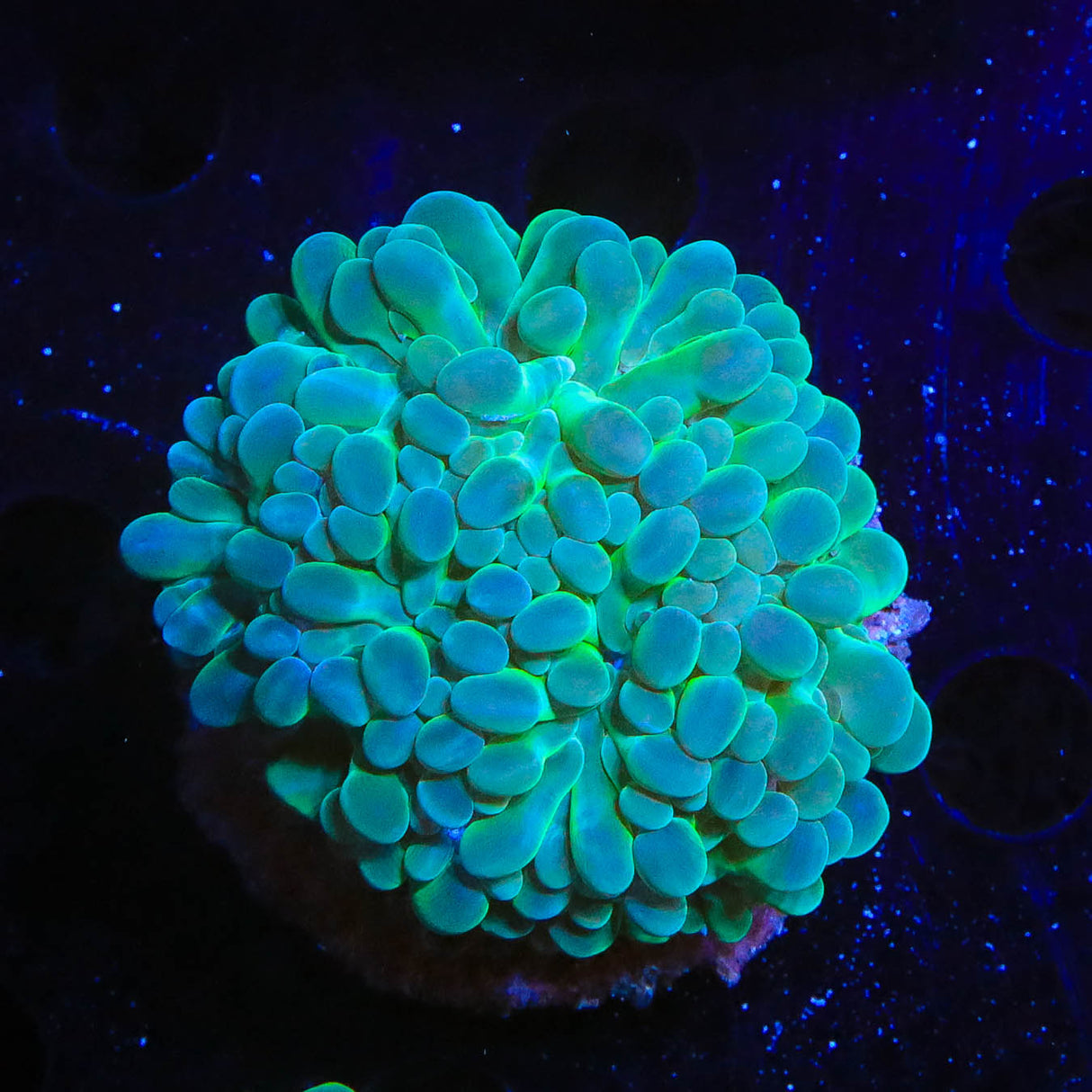Pearl Bubble Coral - Top Shelf Aquatics
