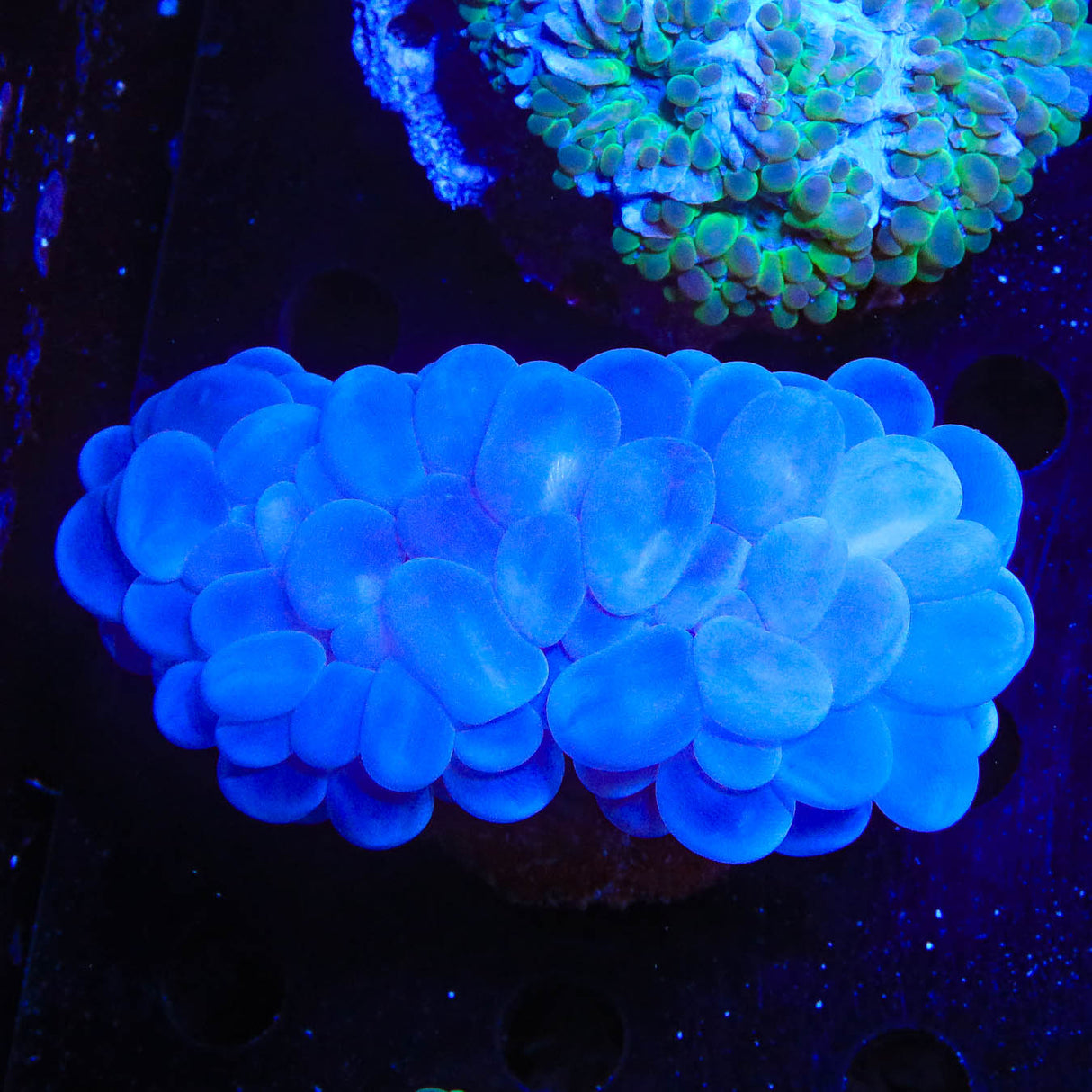 Ultra Bubble Coral