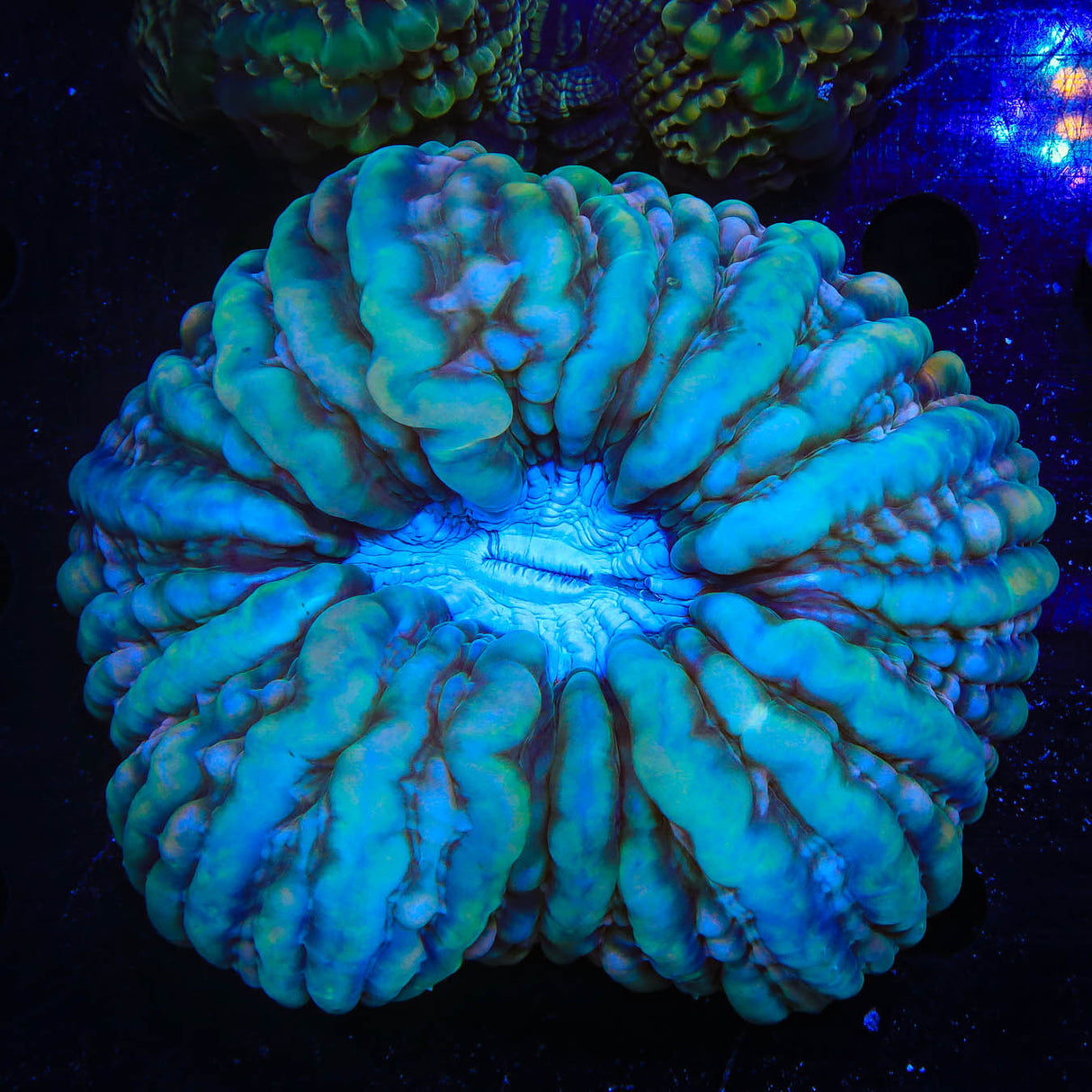 Ultra Cynarina Coral - Top Shelf Aquatics