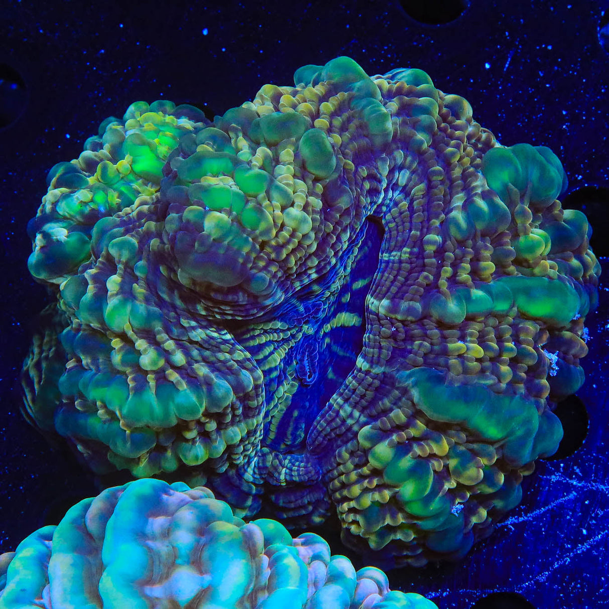 Double Head Cynarina Coral - Top Shelf Aquatics