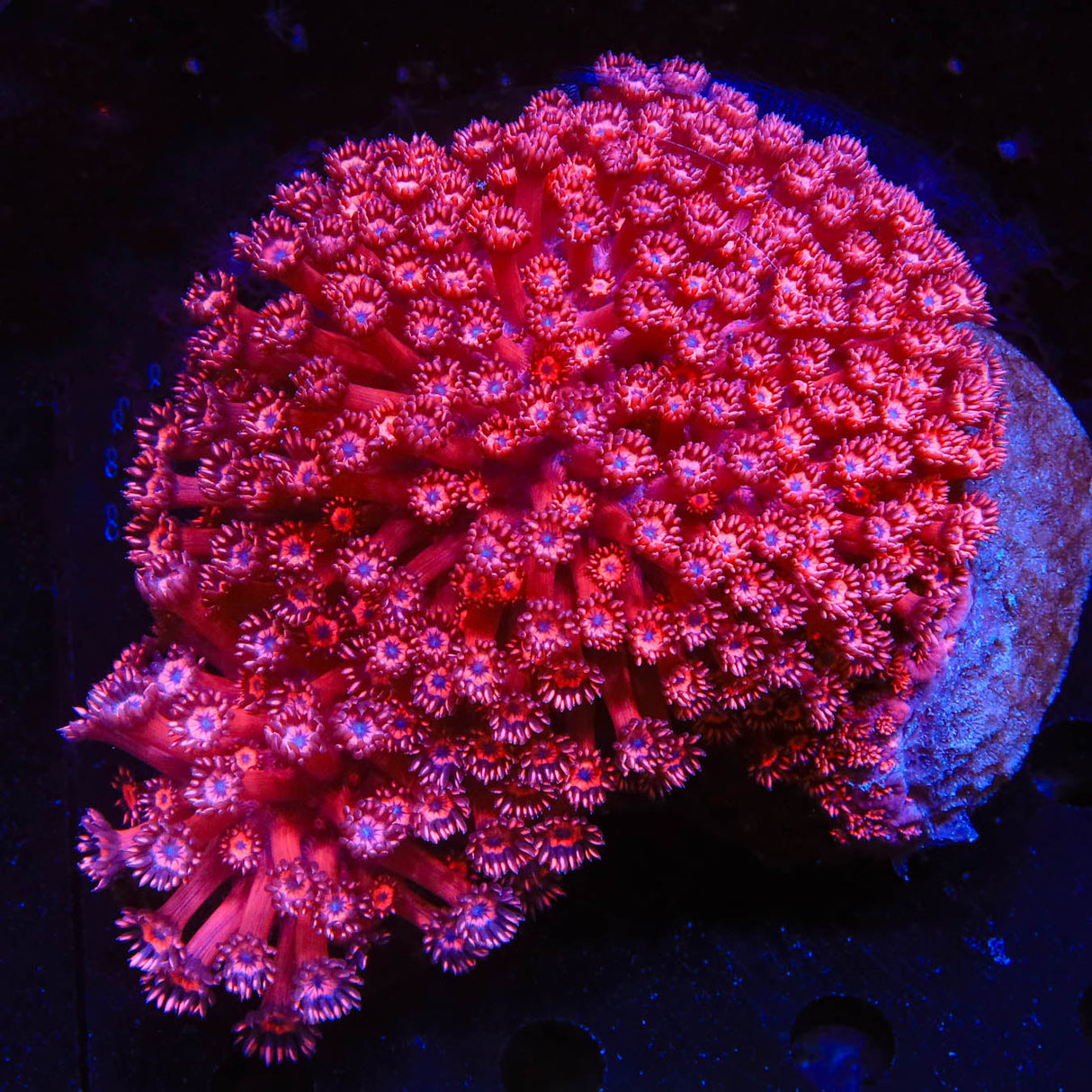 Strawberry Goniopora Colony Coral - Top Shelf Aquatics