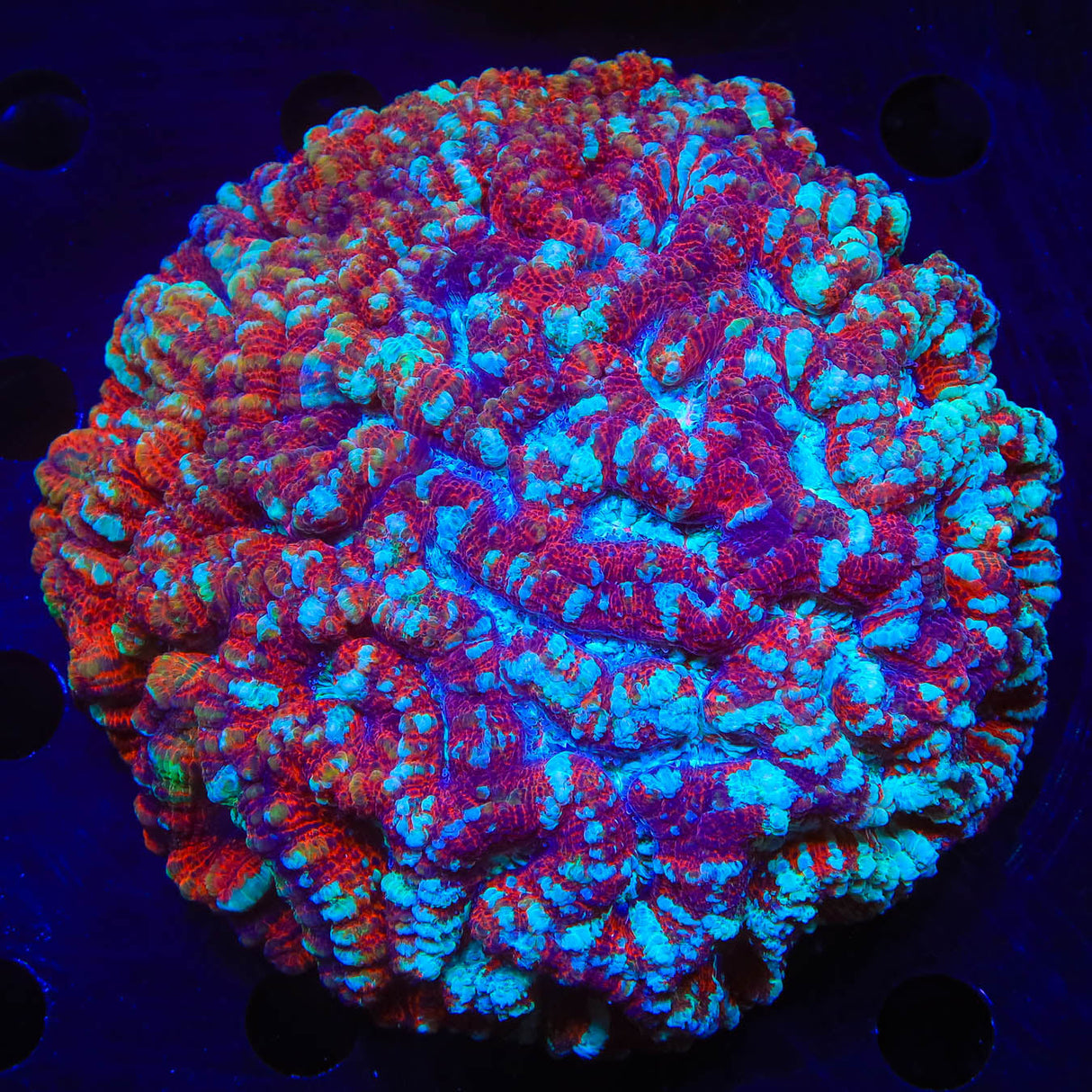 Rainbow Wilsoni Coral - Top Shelf Aquatics
