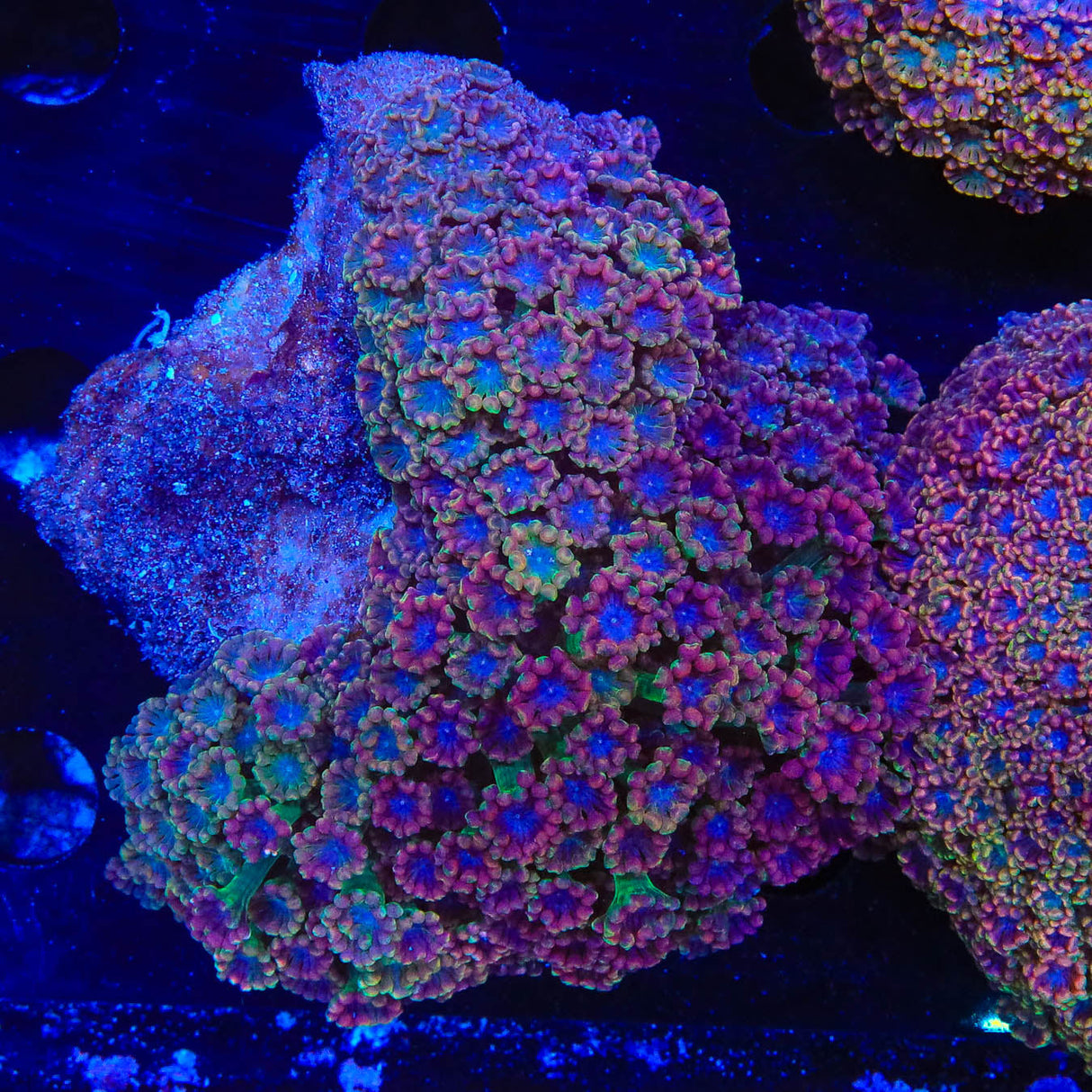 Rainbow Alveopora Colony Coral - Top Shelf Aquatics
