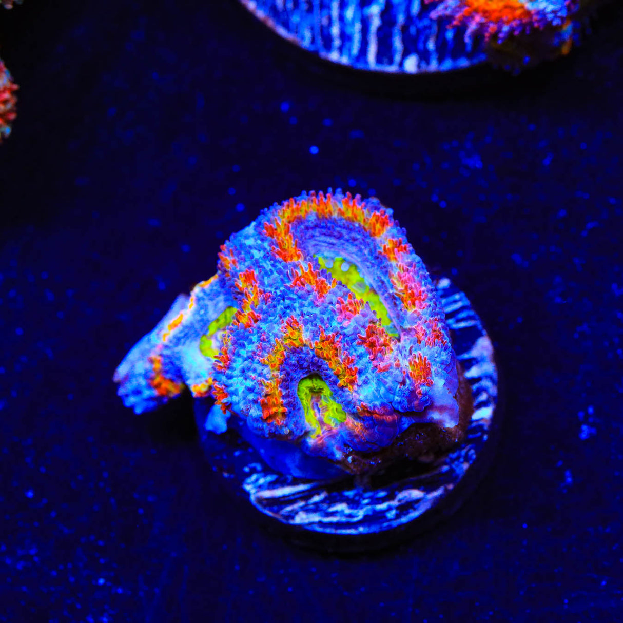 Rainbow Acan Coral - Top Shelf Aquatics