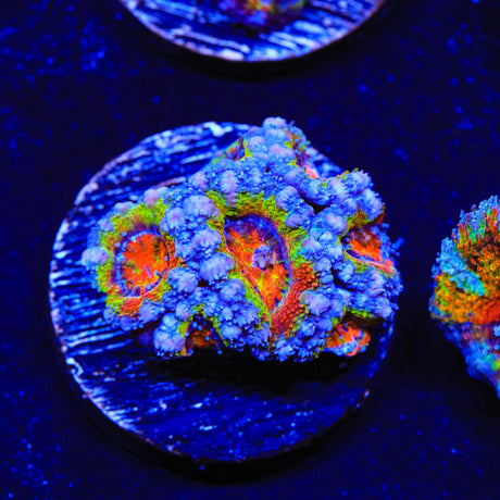 Rainbow Acan Coral - Top Shelf Aquatics