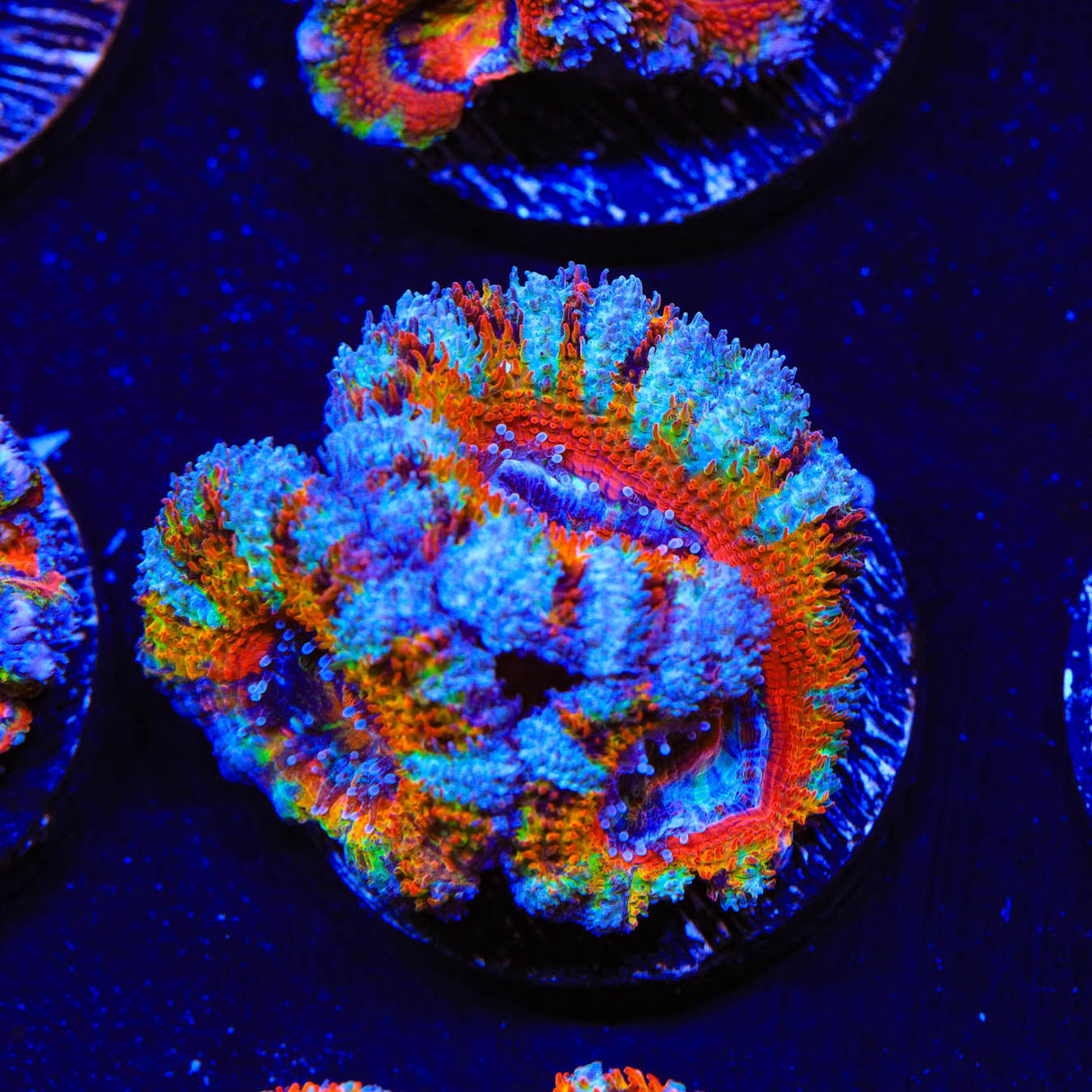 Rainbow Acan Coral - Top Shelf Aquatics