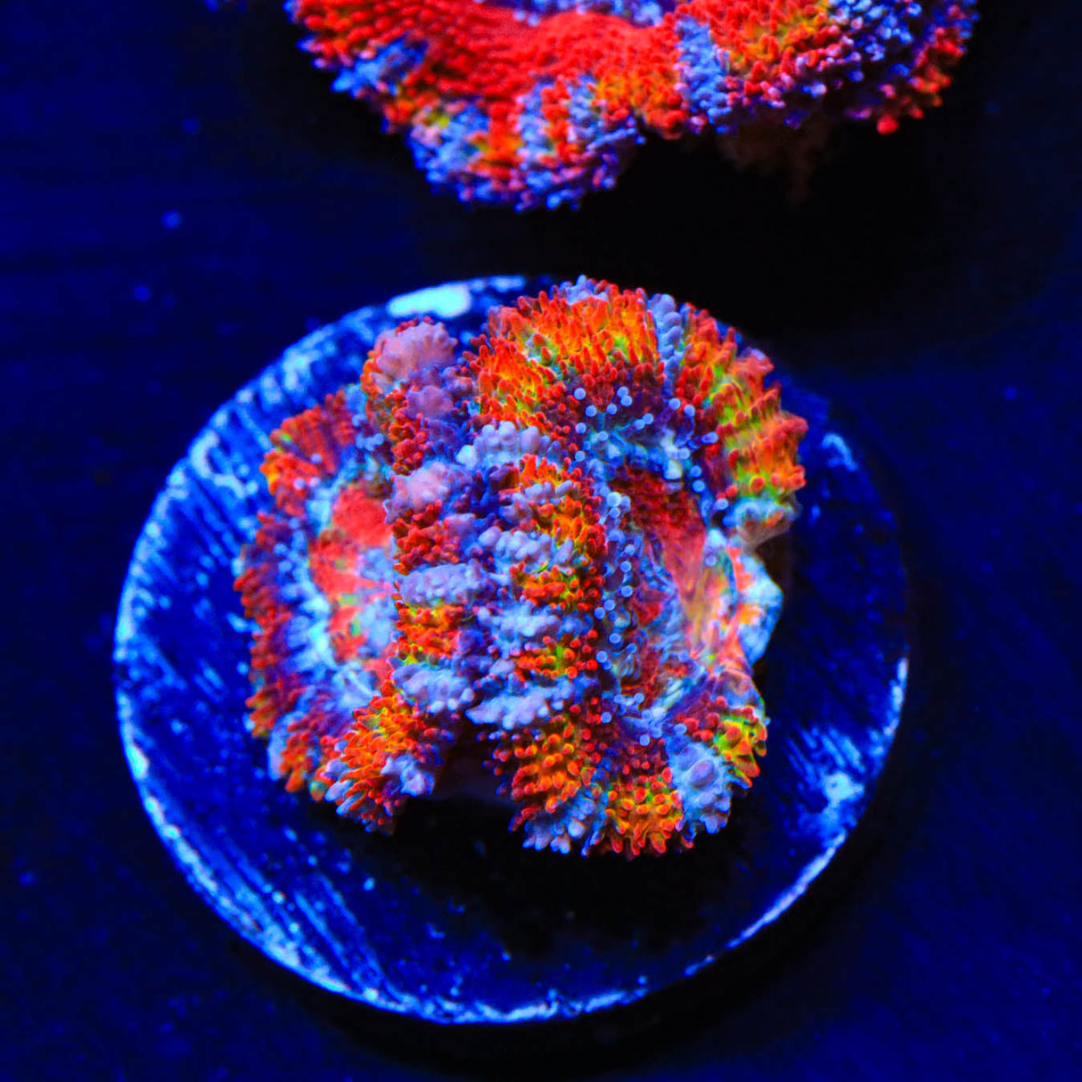 Rainbow Acan Coral