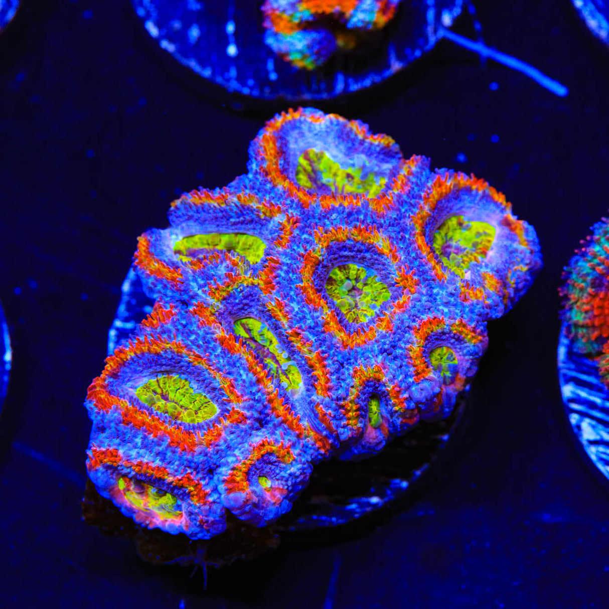 Rainbow Acan Coral