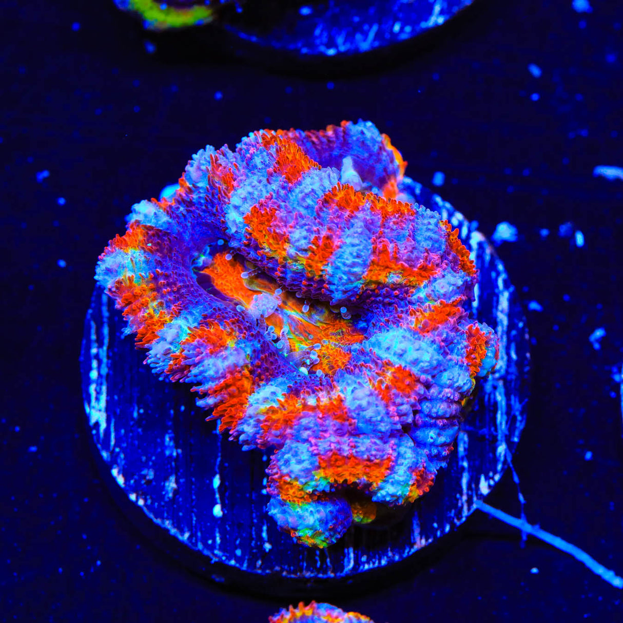 Rainbow Acan Coral - Top Shelf Aquatics