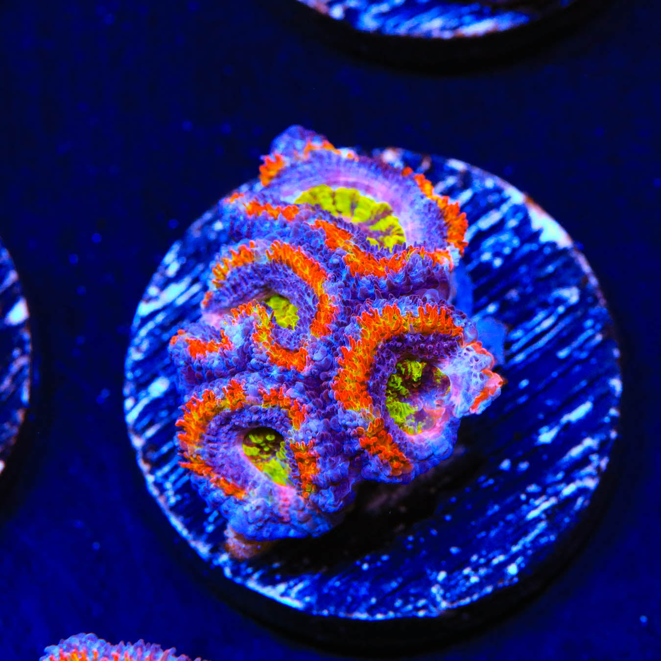 Rainbow acan coral care hotsell