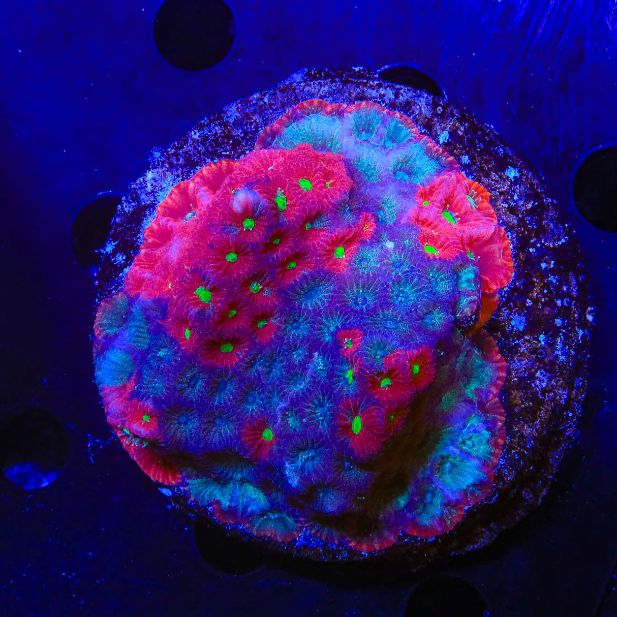 Bloodbath Favia Colony Coral - Top Shelf Aquatics