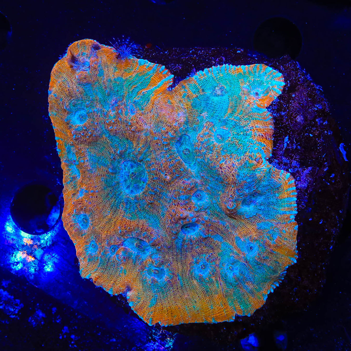Frozen Tangerine Chalice Colony Coral - Top Shelf Aquatics