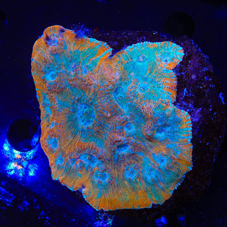 Frozen Tangerine Chalice Colony Coral