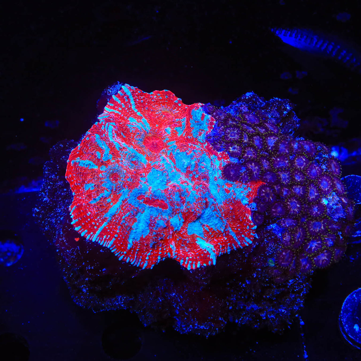 Peppermint Chalice Colony Coral - Top Shelf Aquatics