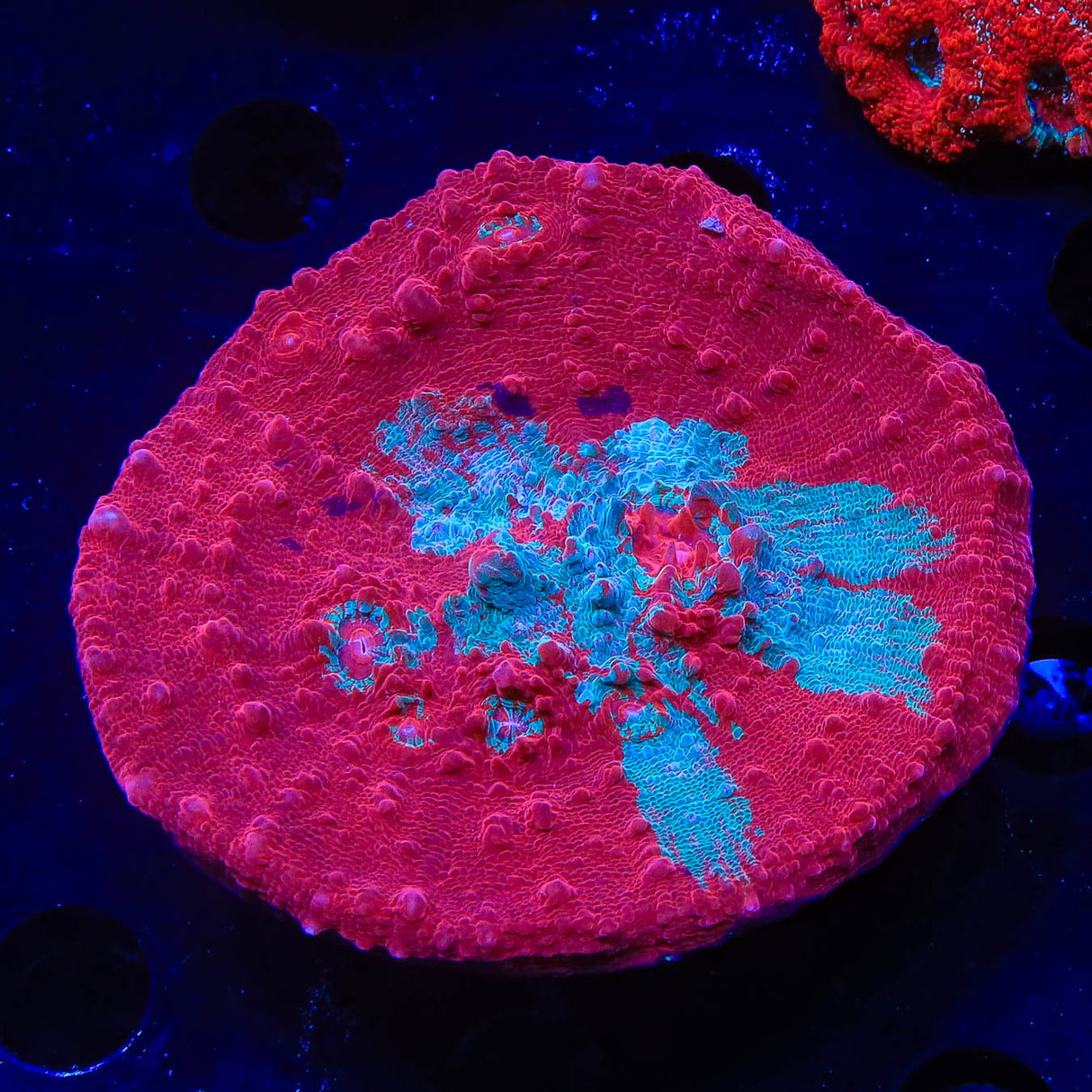 Cherry Berry Chalice Colony Coral - Top Shelf Aquatics