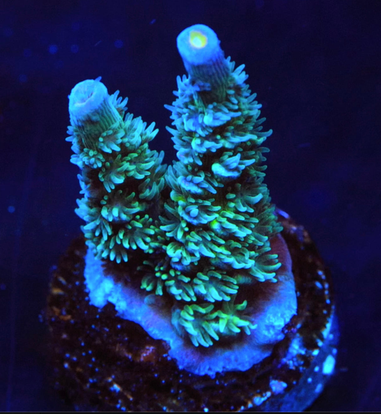 TSA Dirty Harry Acropora Coral